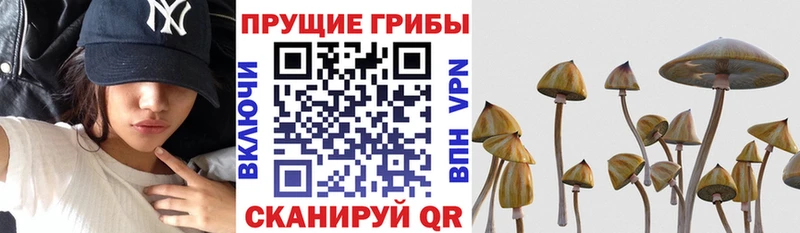 Галлюциногенные грибы GOLDEN TEACHER  Тбилисская 